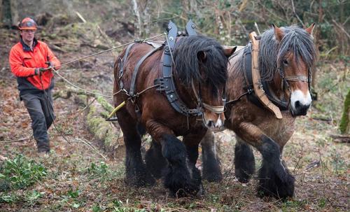 Démonstration de débardage avec des chevaux de trait
