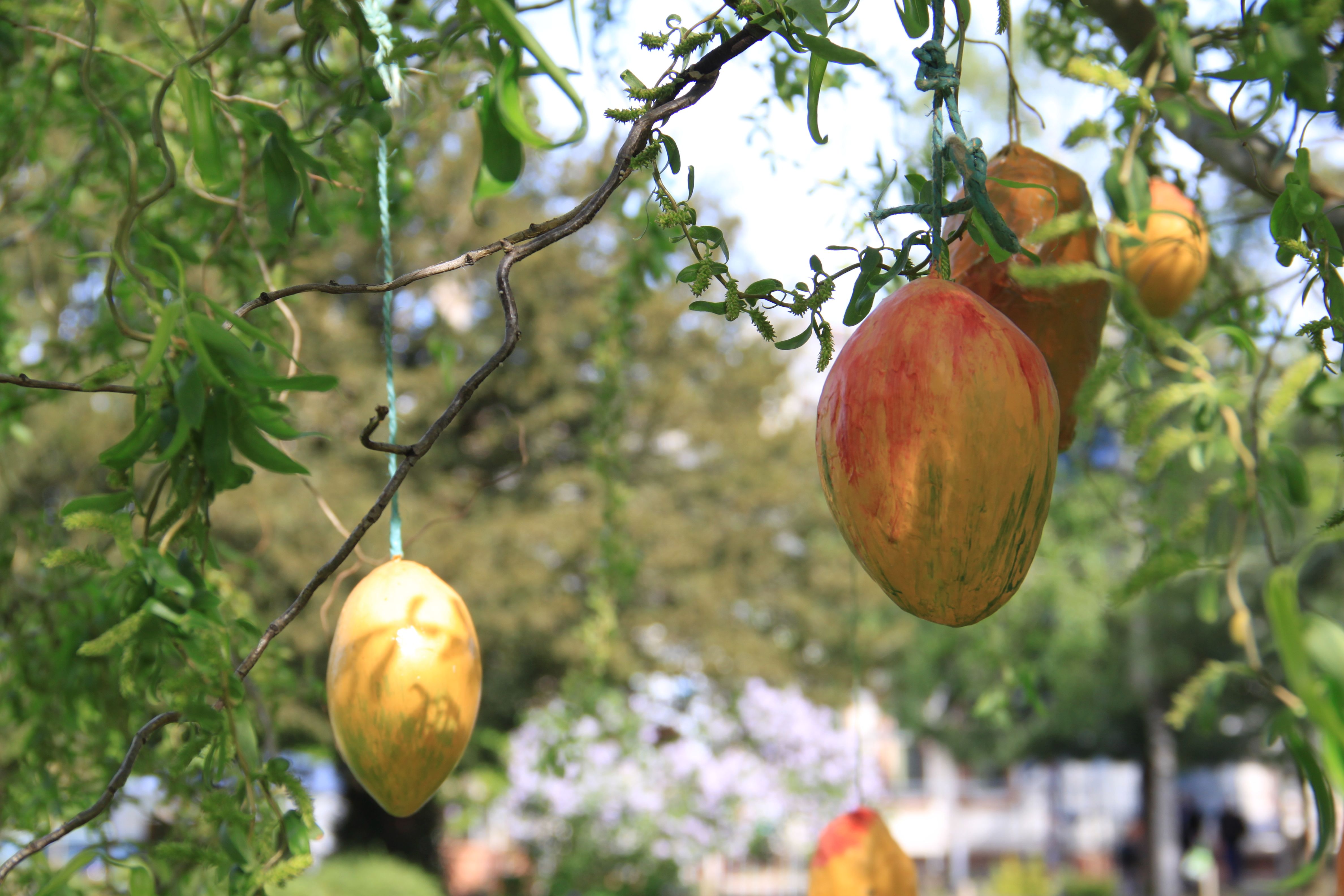 Fête de la Mangue 2017