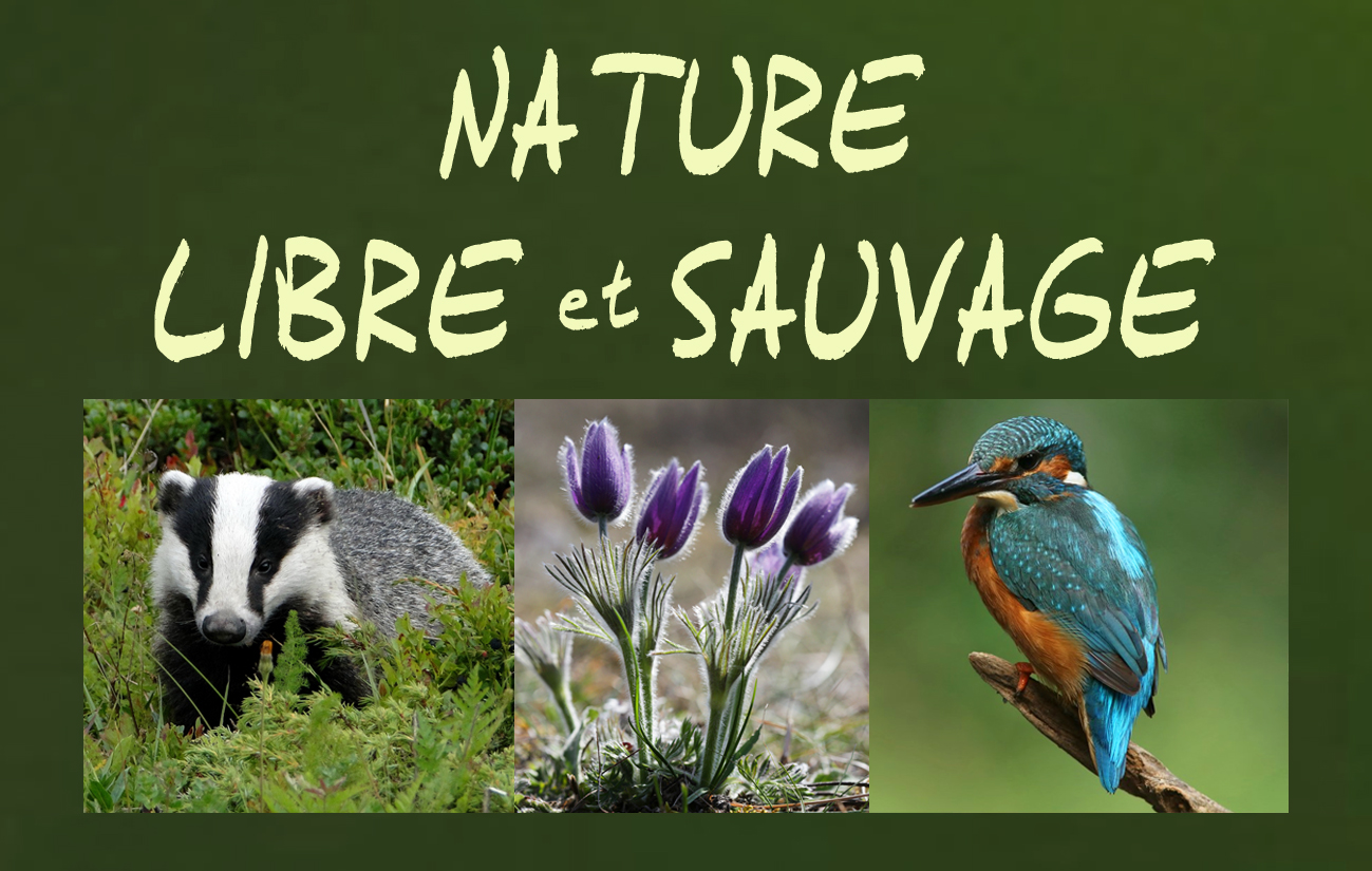 Nature Libre et Sauvage