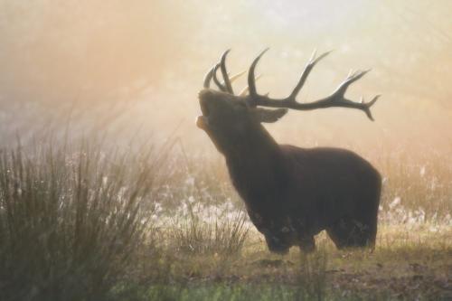 Le brame du cerf