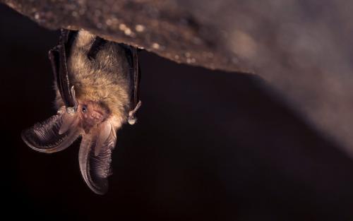 La nuit de la chauve-souris