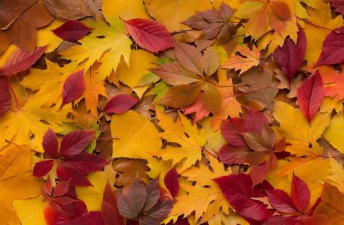 L'automne arrive
