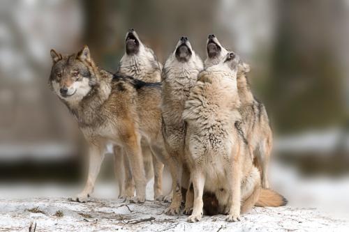 La meute de l'hiver
