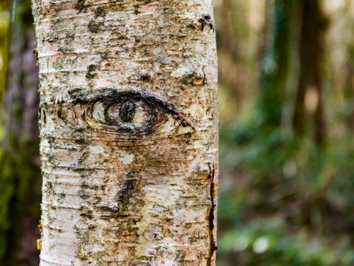L'expédition nature : à la découverte des secrets de la forêt 